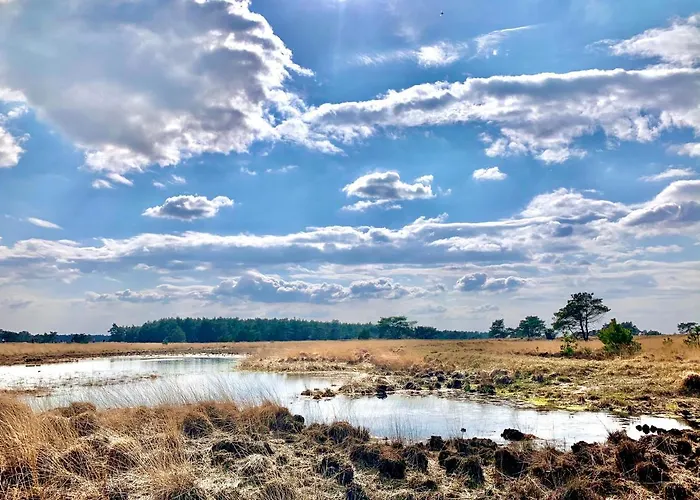 Rode Eekhoorn: Genieten Met De Dieren In Het Bos!