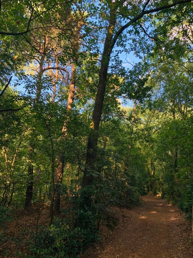 Rode Eekhoorn: Genieten Met De Dieren In Het Bos! *